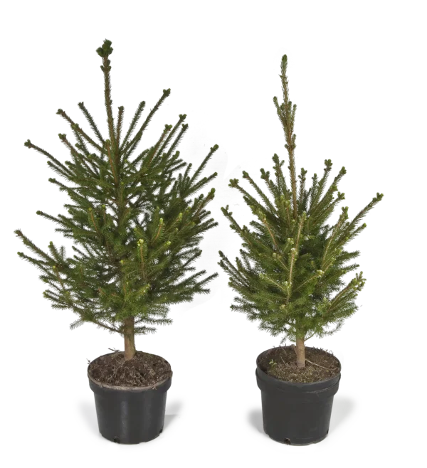 Astiataimi ( picea abies) 30 - 70cm