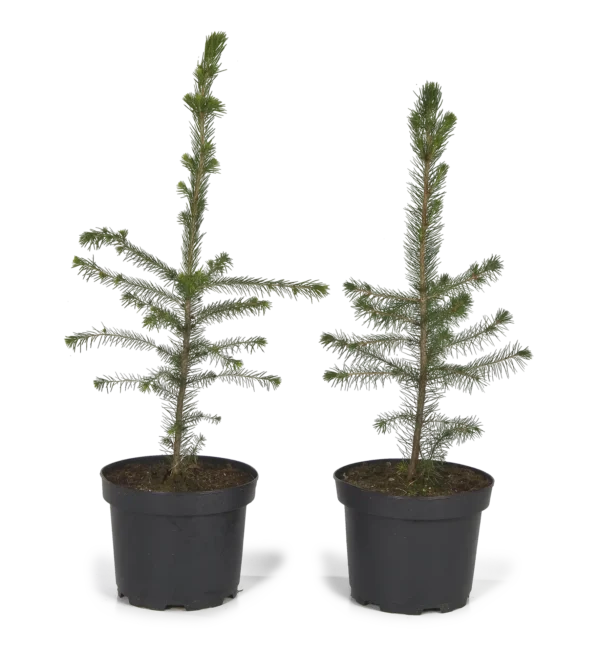Pottitaimi ( picea abies) 15 - 40cm